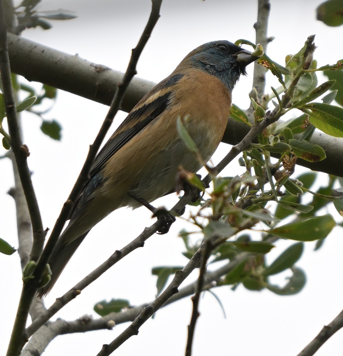 Lazuli Bunting - ML618356540