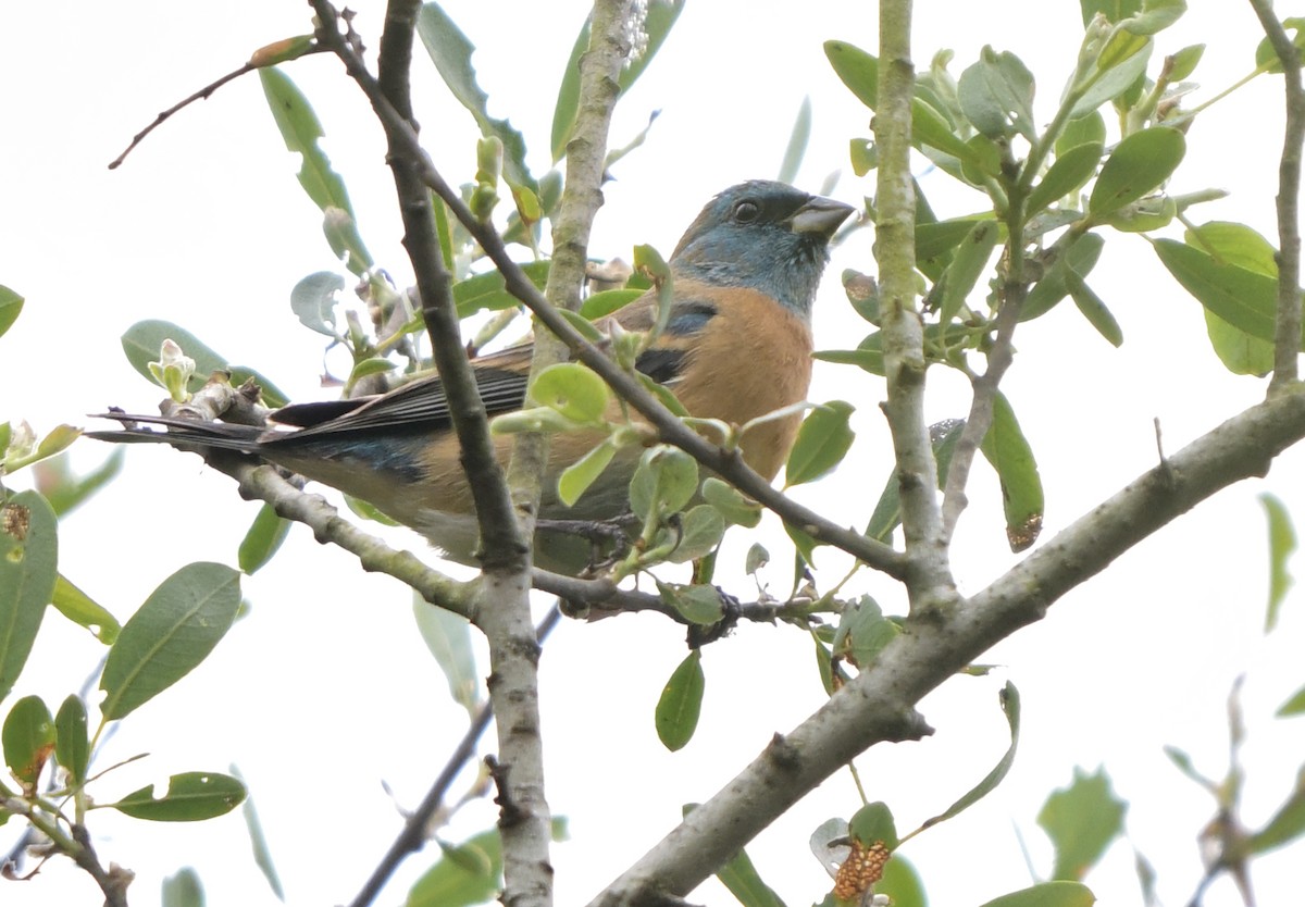 Lazuli Bunting - ML618356542