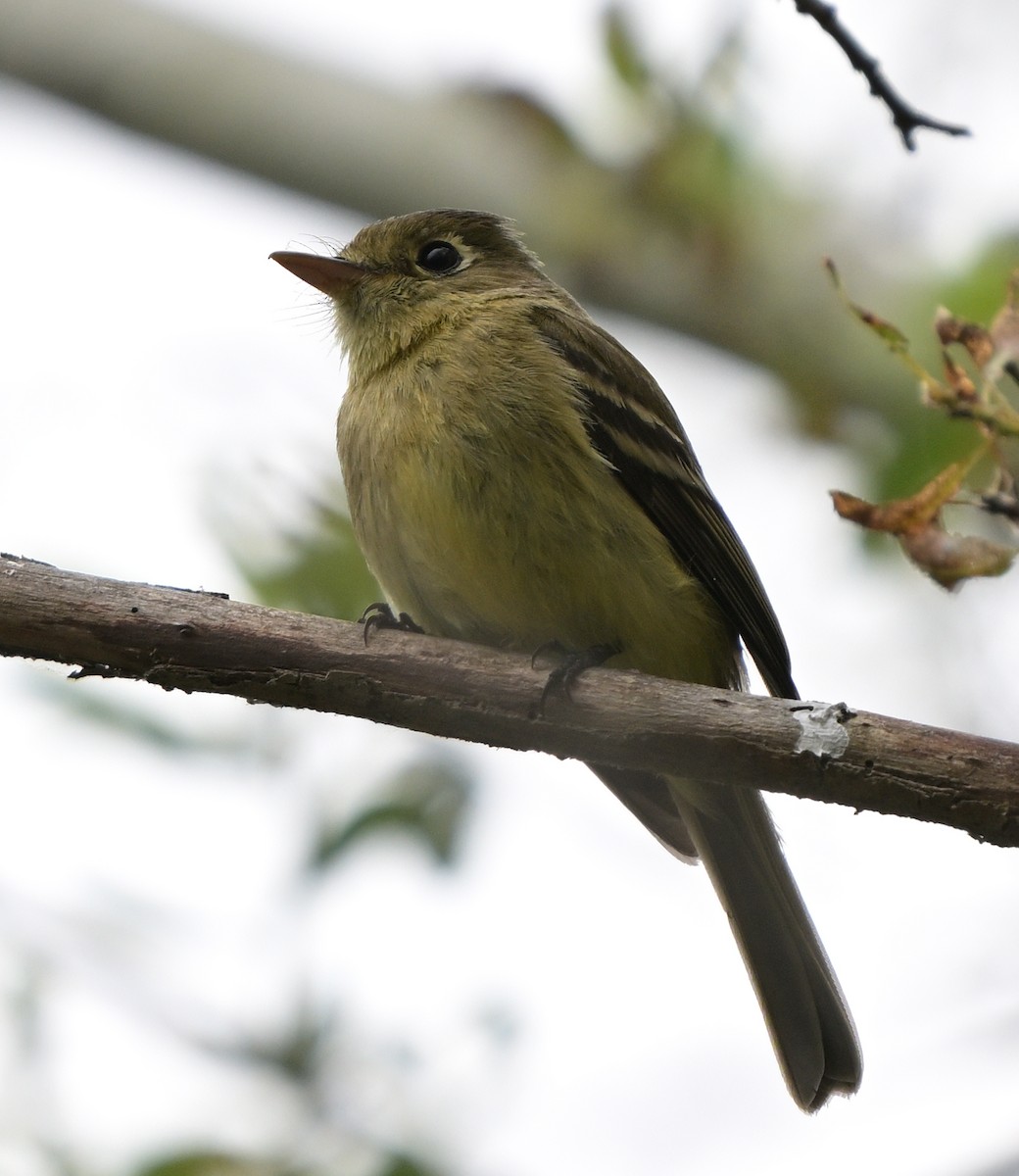 Western Flycatcher - ML618356546