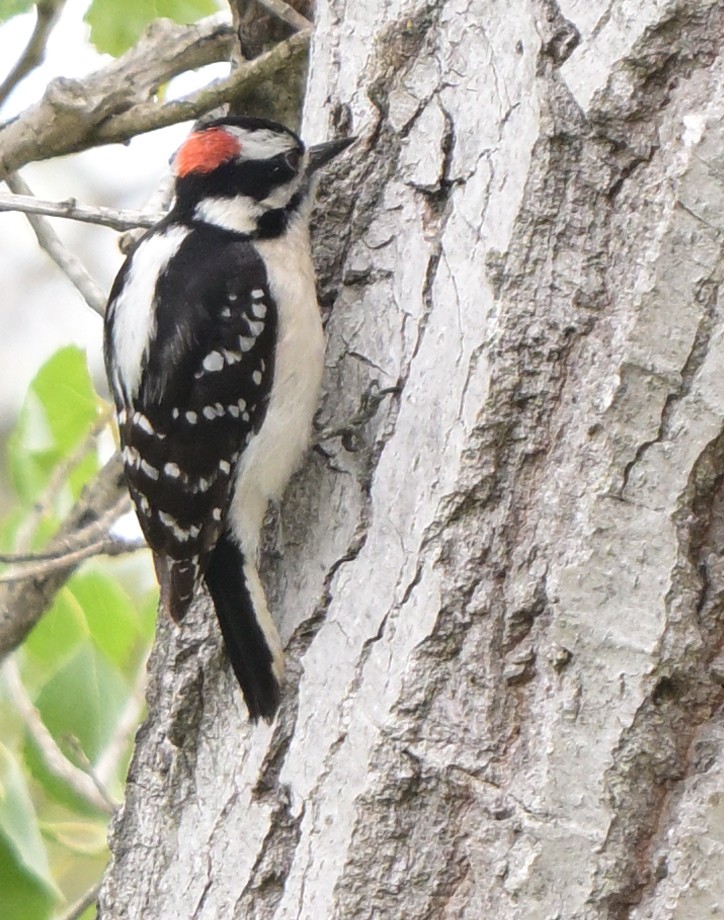 Downy Woodpecker - Lisa Ruby