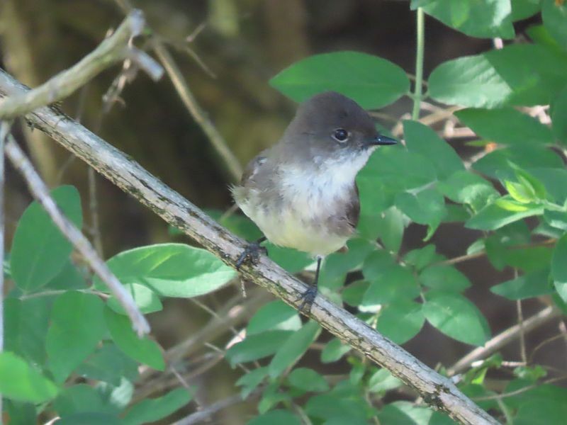 Eastern Phoebe - Tracy The Birder