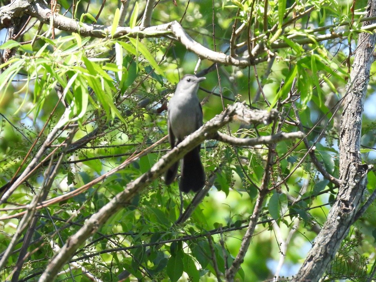 Gray Catbird - Jeanene Daniels