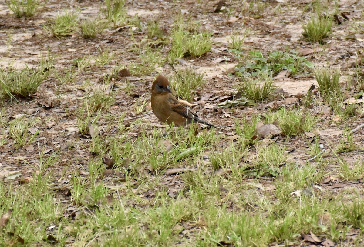 Blue Grosbeak - Courtney Ables