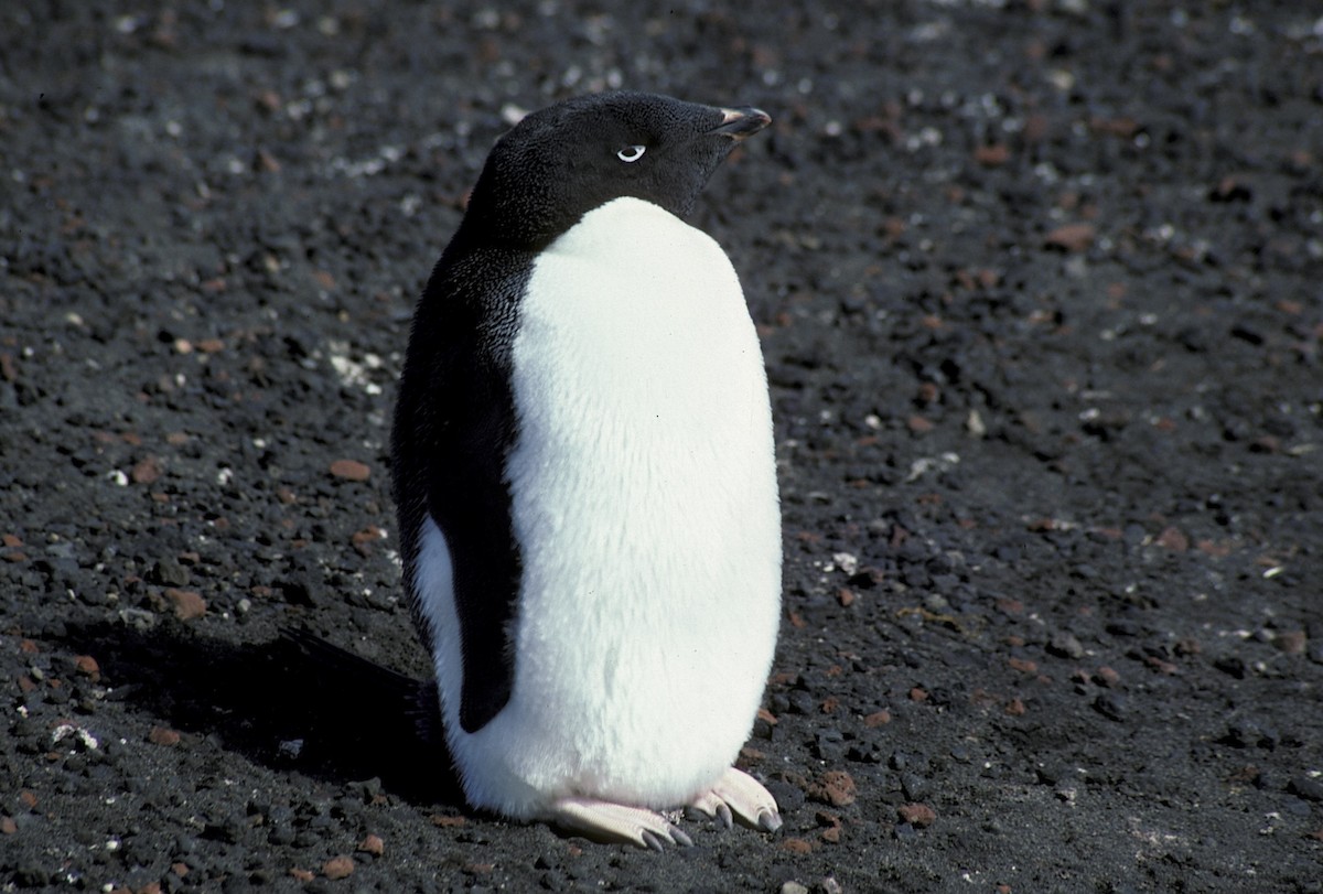 Adelie Penguin - ML618356680