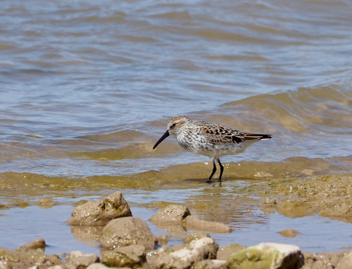 beringsnipe - ML618356690