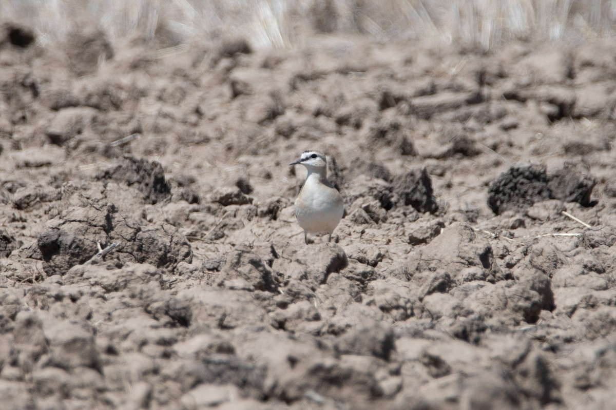 Mountain Plover - ML618356734