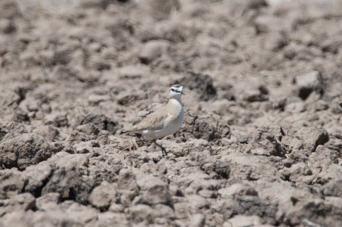 Mountain Plover - ML618356735