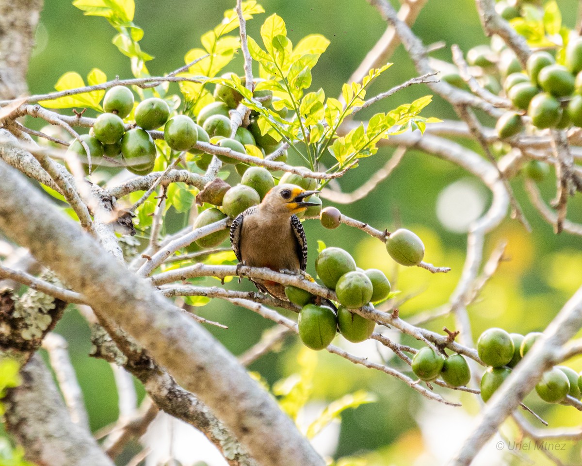 Yucatan Woodpecker - Uriel Mtnez