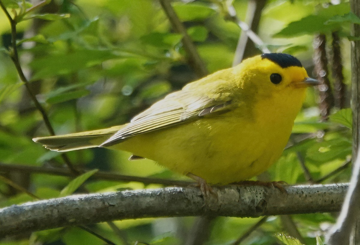 Wilson's Warbler - Ann Nightingale