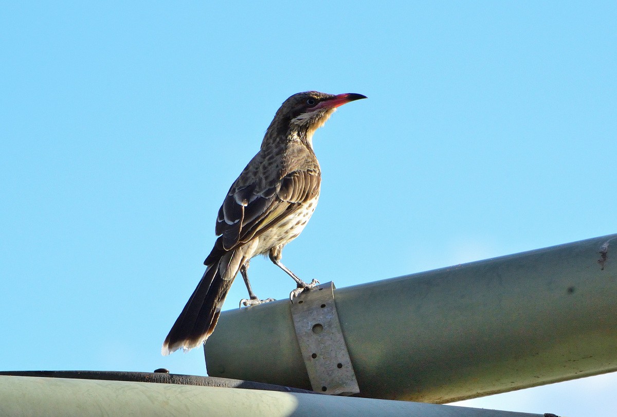 Spiny-cheeked Honeyeater - Anthony Katon