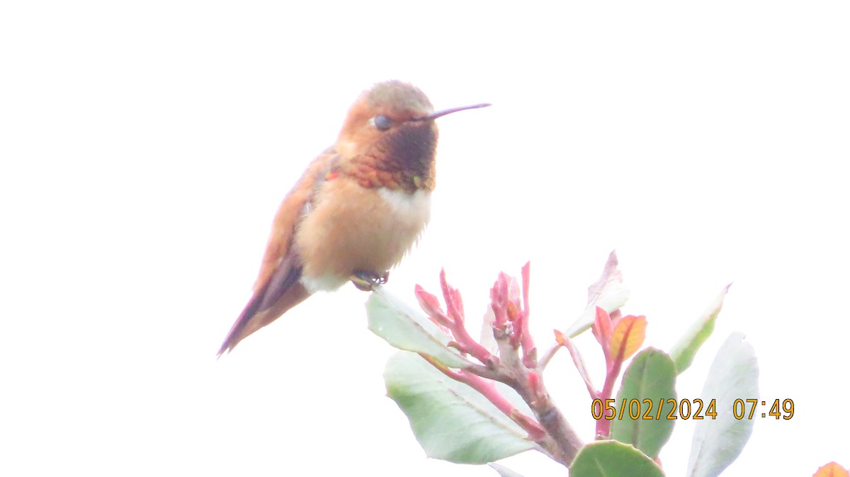 Allen's Hummingbird - Zehava Purim-Adimor