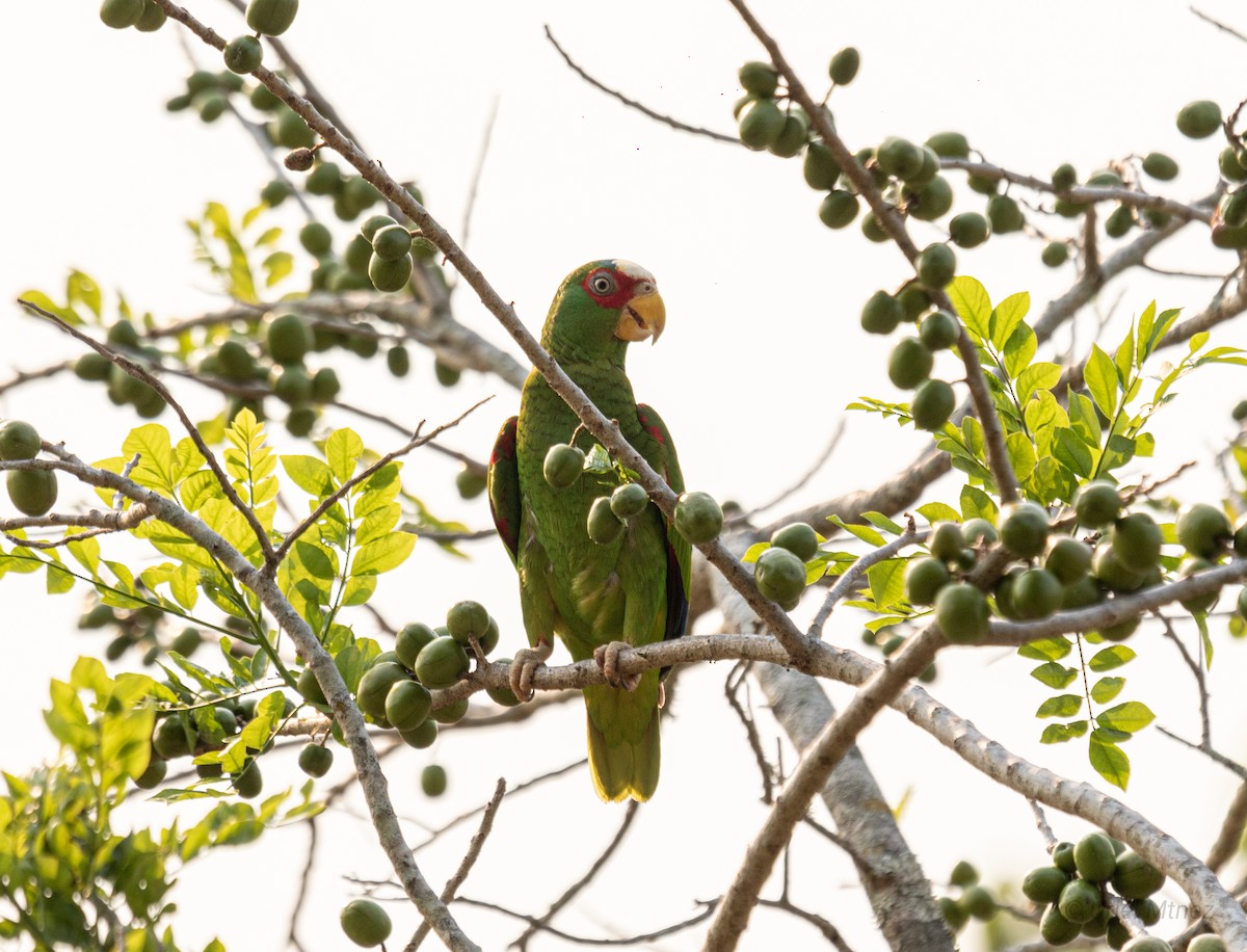 White-fronted Parrot - ML618356767