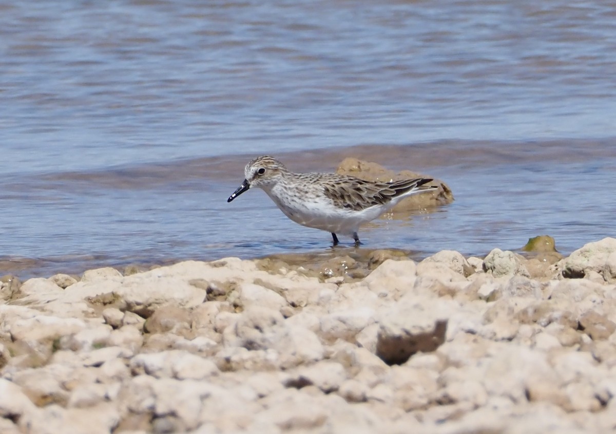 Semipalmated Sandpiper - ML618356799