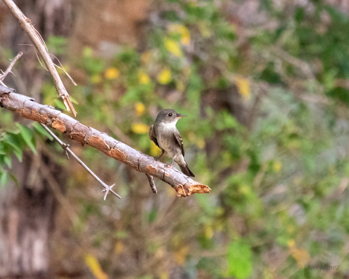 Eastern Wood-Pewee - ML618356805