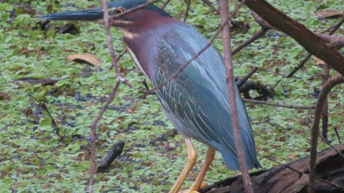 Green Heron - ML618356845