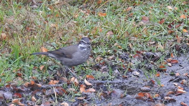 Remolinera Araucana - ML618356851