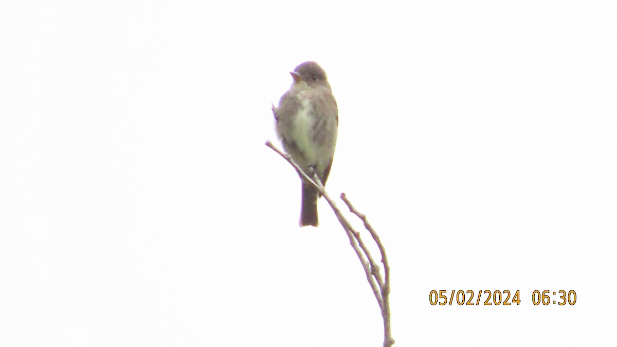 Olive-sided Flycatcher - ML618356852