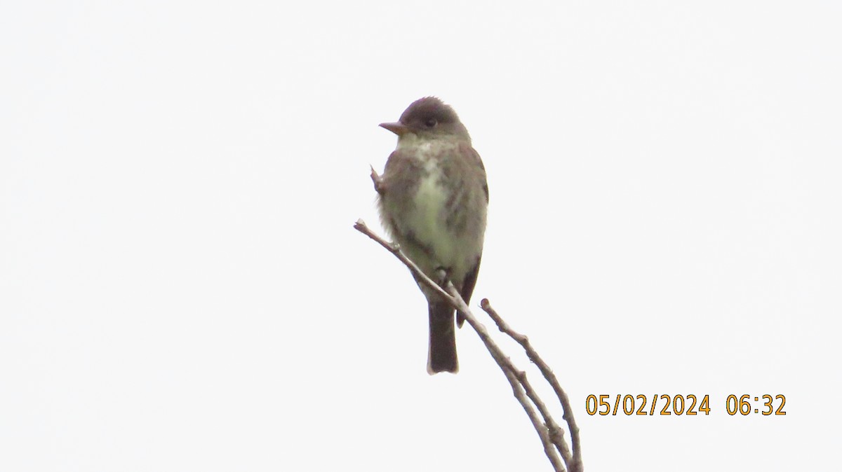 Olive-sided Flycatcher - Zehava Purim-Adimor