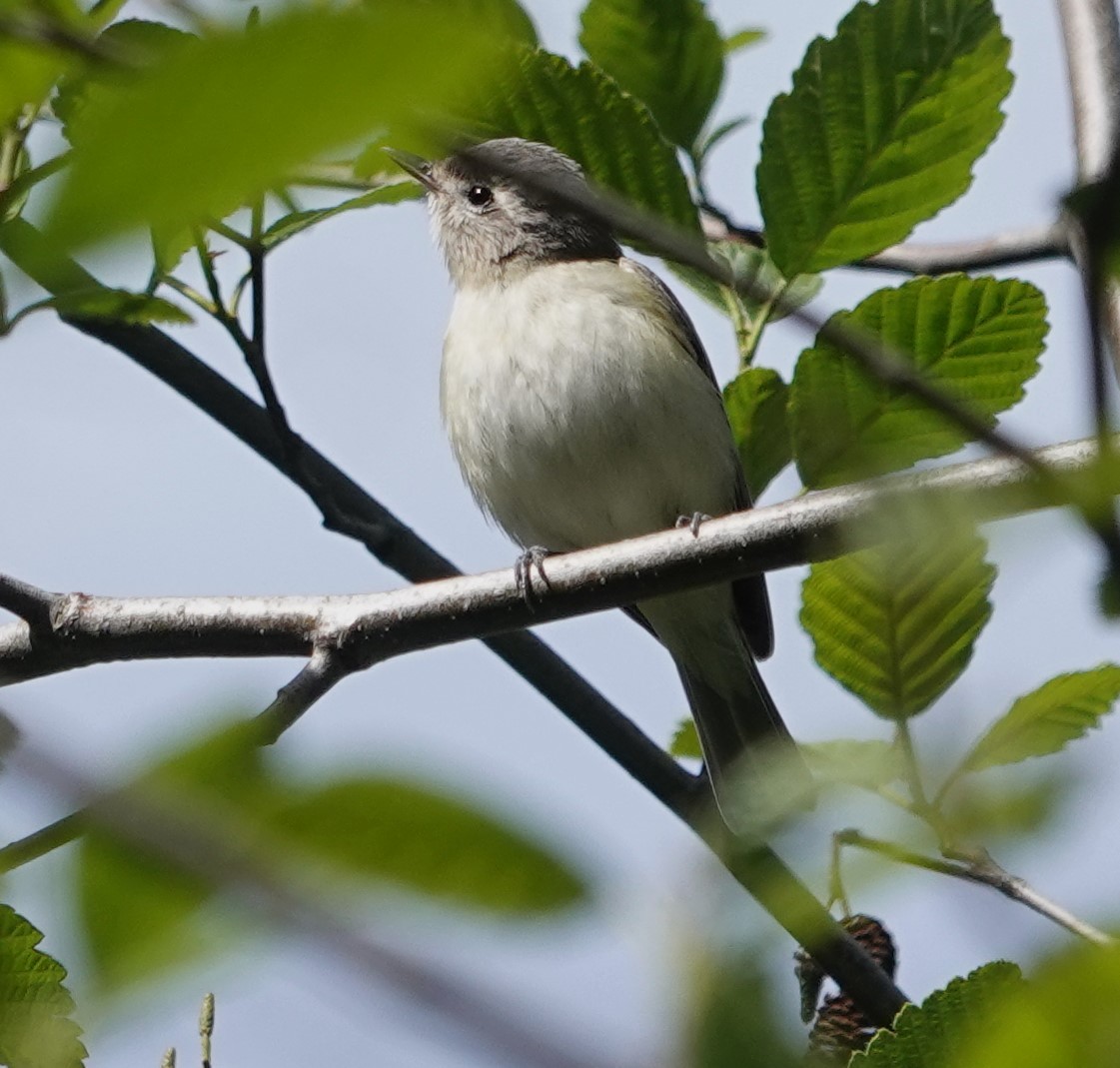 Warbling Vireo - ML618356854