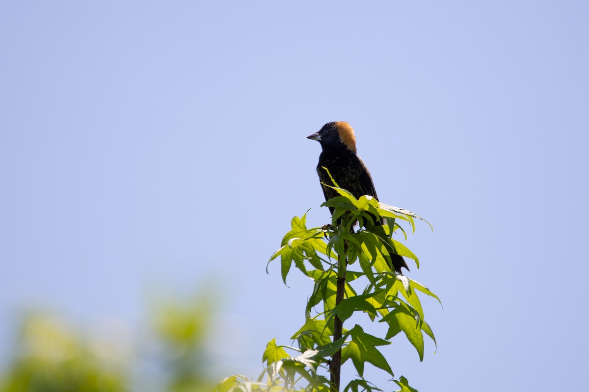 bobolink americký - ML618356857