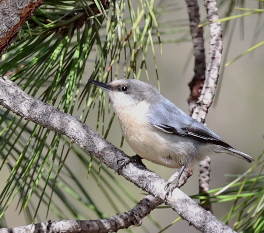 Pygmy Nuthatch - ML618356858