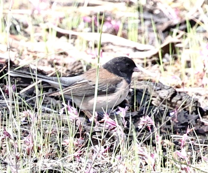 Dark-eyed Junco - ML618356882