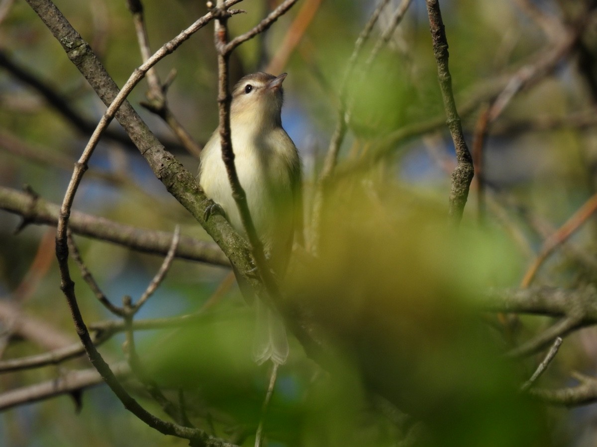 Warbling Vireo - Bruce Moorman