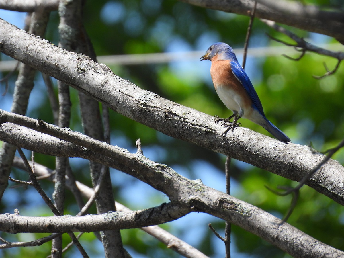 Eastern Bluebird - ML618356997