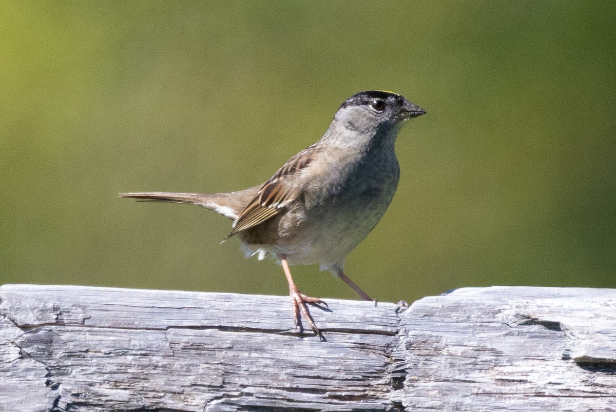 Golden-crowned Sparrow - John Reynolds