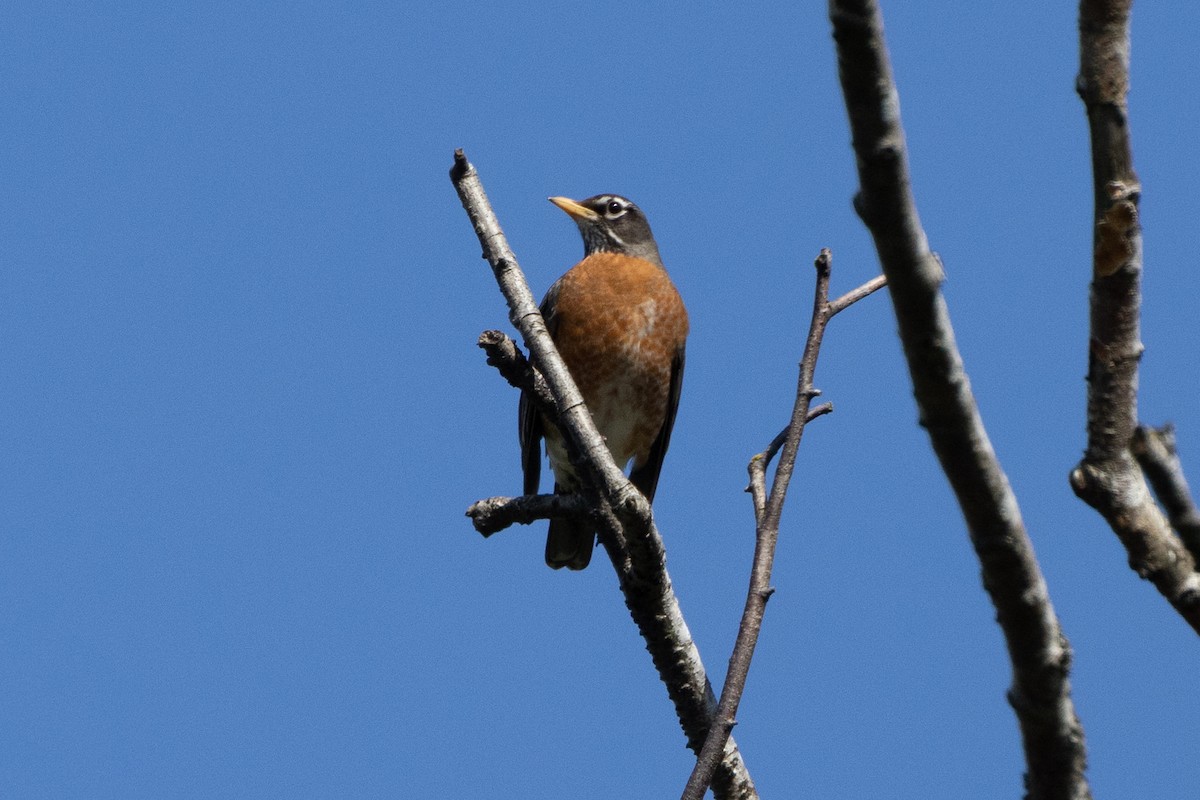 American Robin - ML618357040