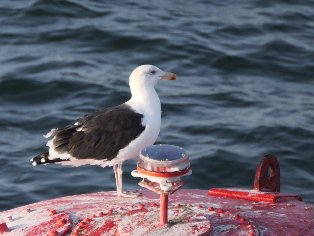 Great Black-backed Gull - Tom Carley