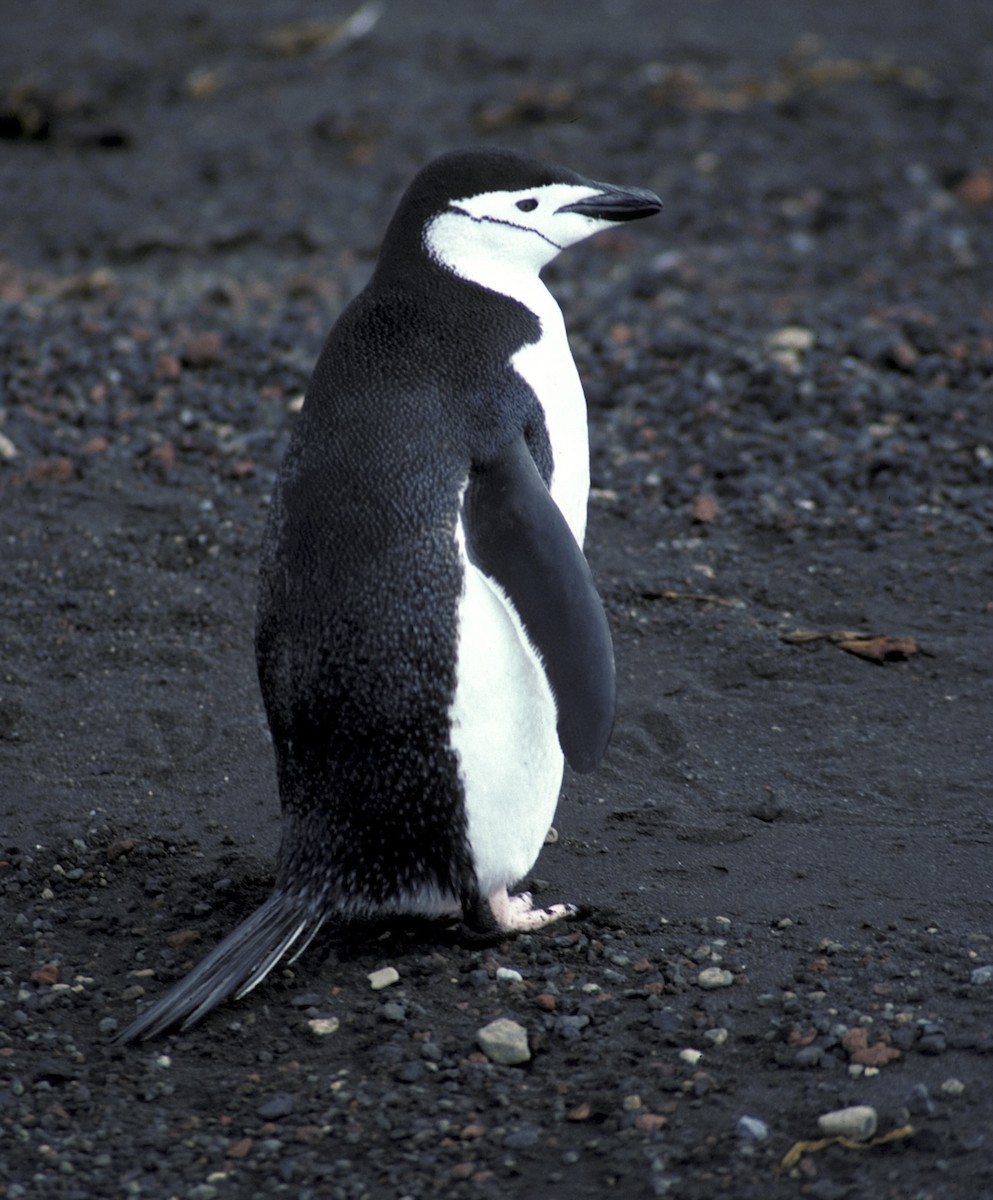 Chinstrap Penguin - ML618357043