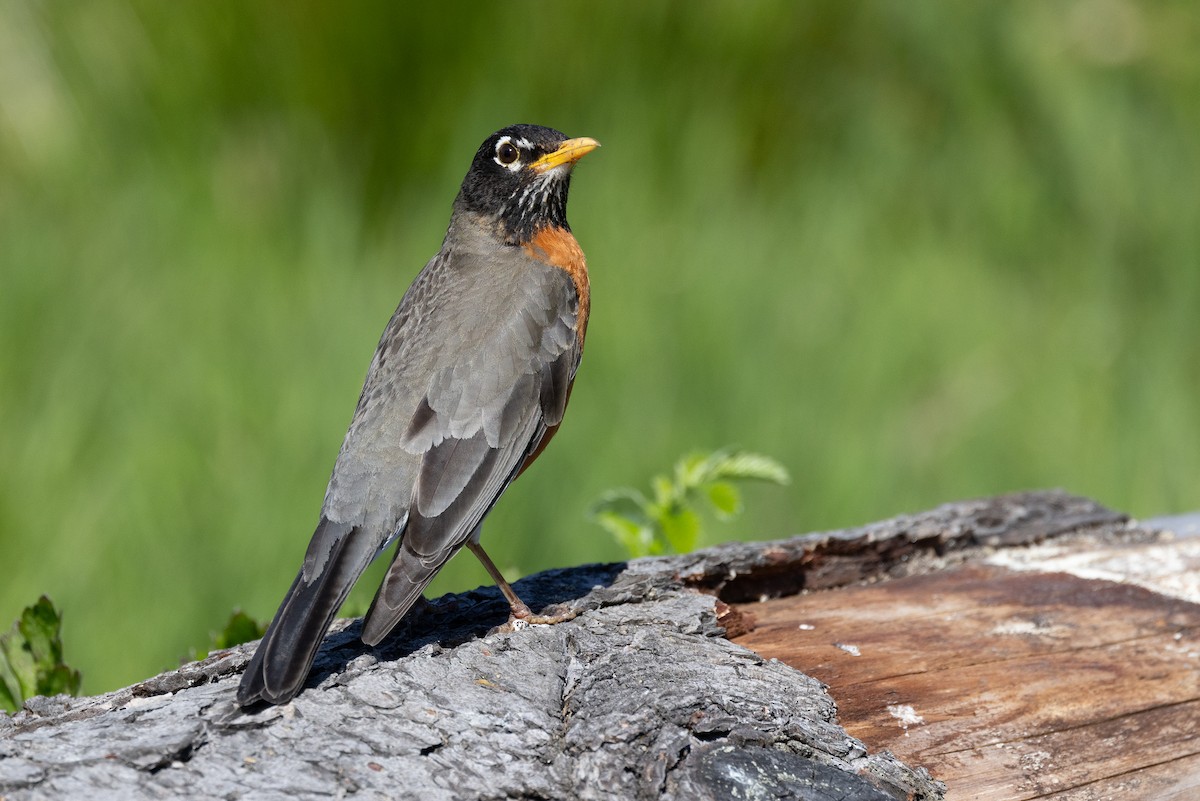 American Robin - ML618357071