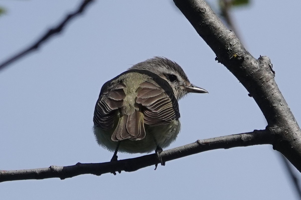 Warbling Vireo - Ann Nightingale