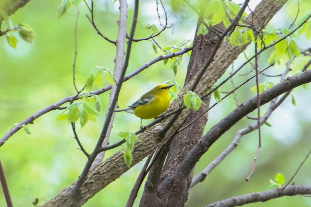 Blue-winged Warbler - ML618357137