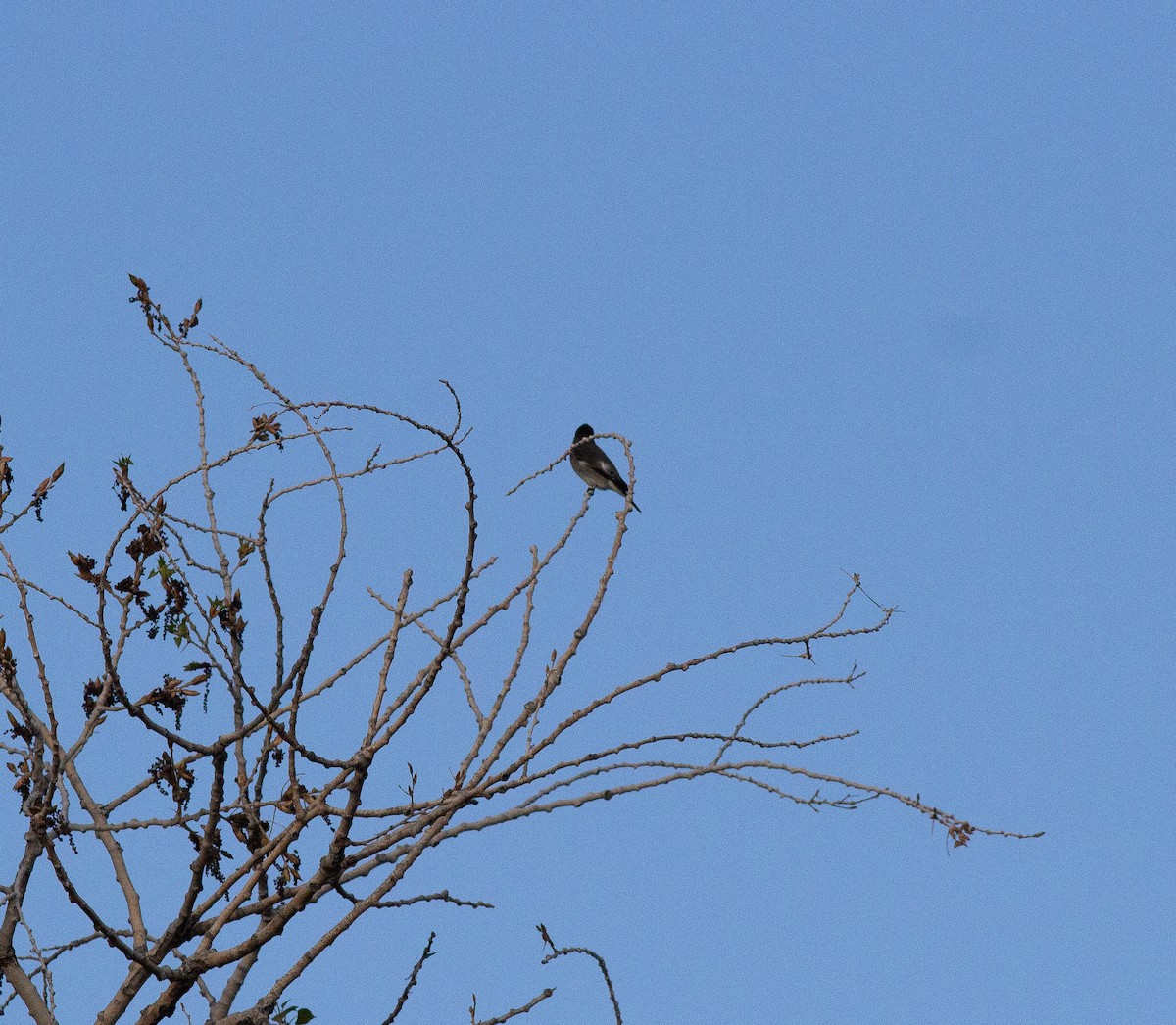 Olive-sided Flycatcher - ML618357161