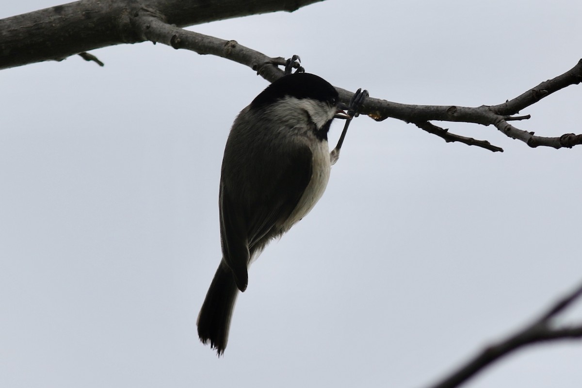 Carolina Chickadee - ML618357171