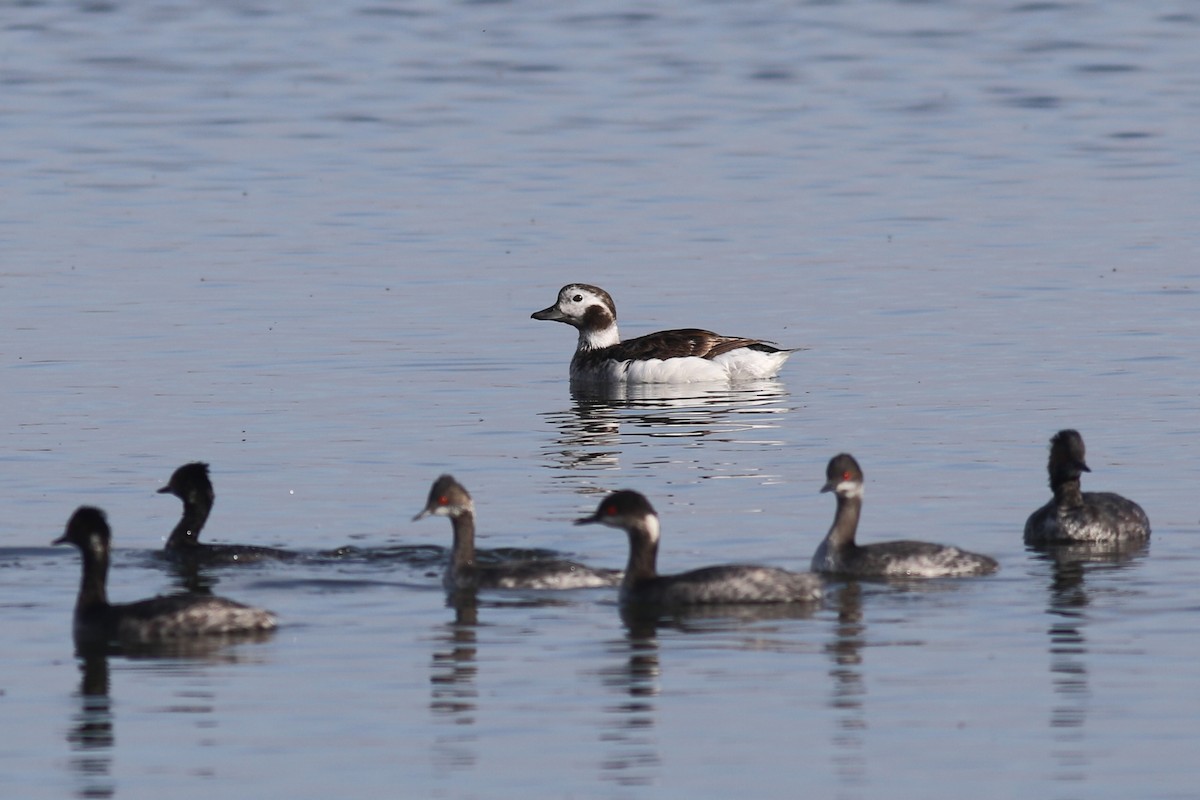 Long-tailed Duck - Justyn Stahl