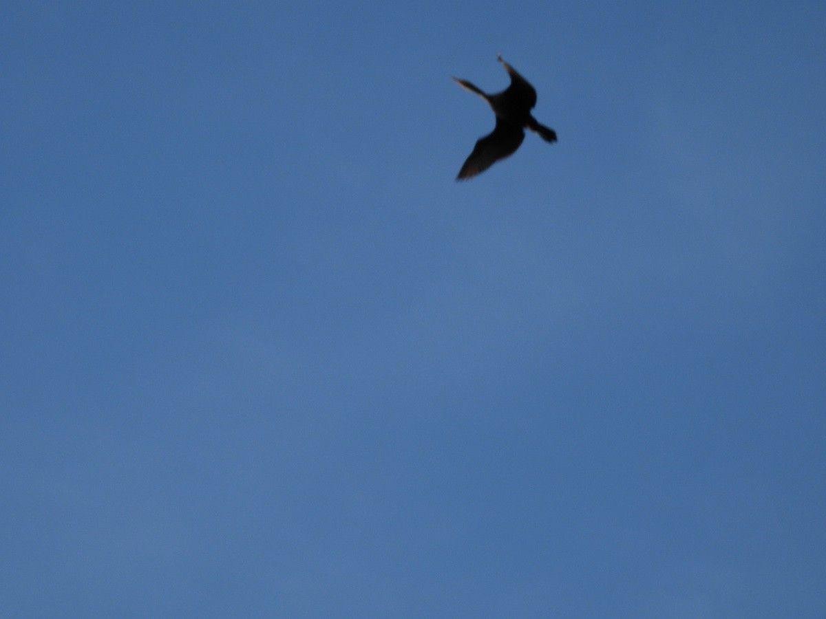 Double-crested Cormorant - Bruce Moorman