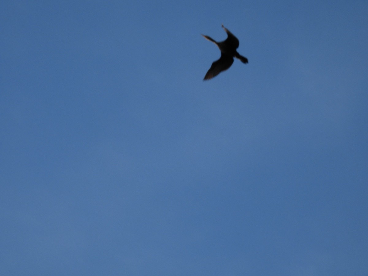 Double-crested Cormorant - ML618357191