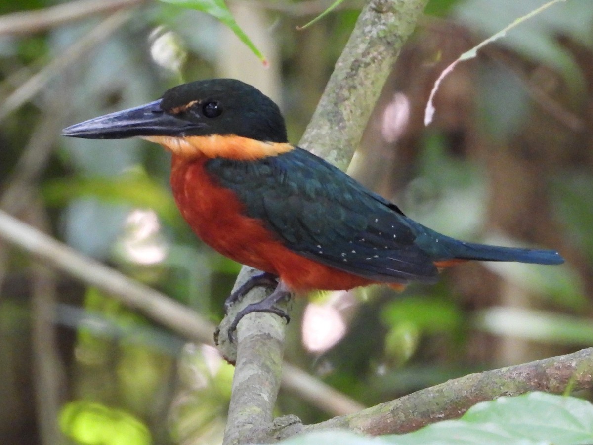 Green-and-rufous Kingfisher - ML618357211