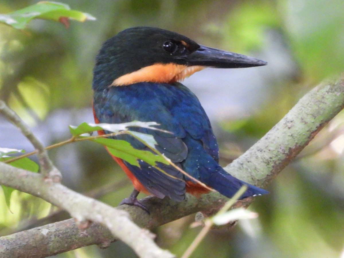 Green-and-rufous Kingfisher - ML618357213