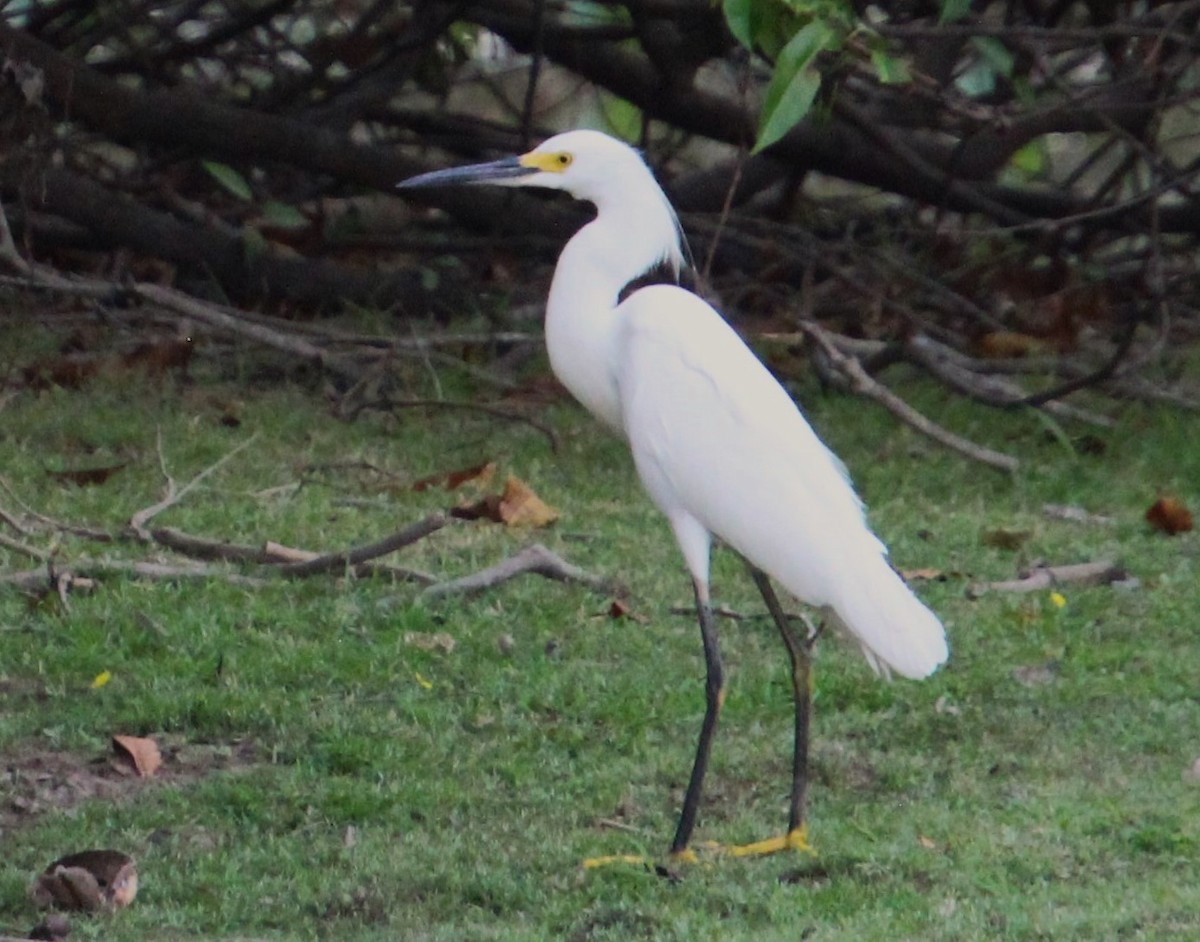 Snowy Egret - otilia meza