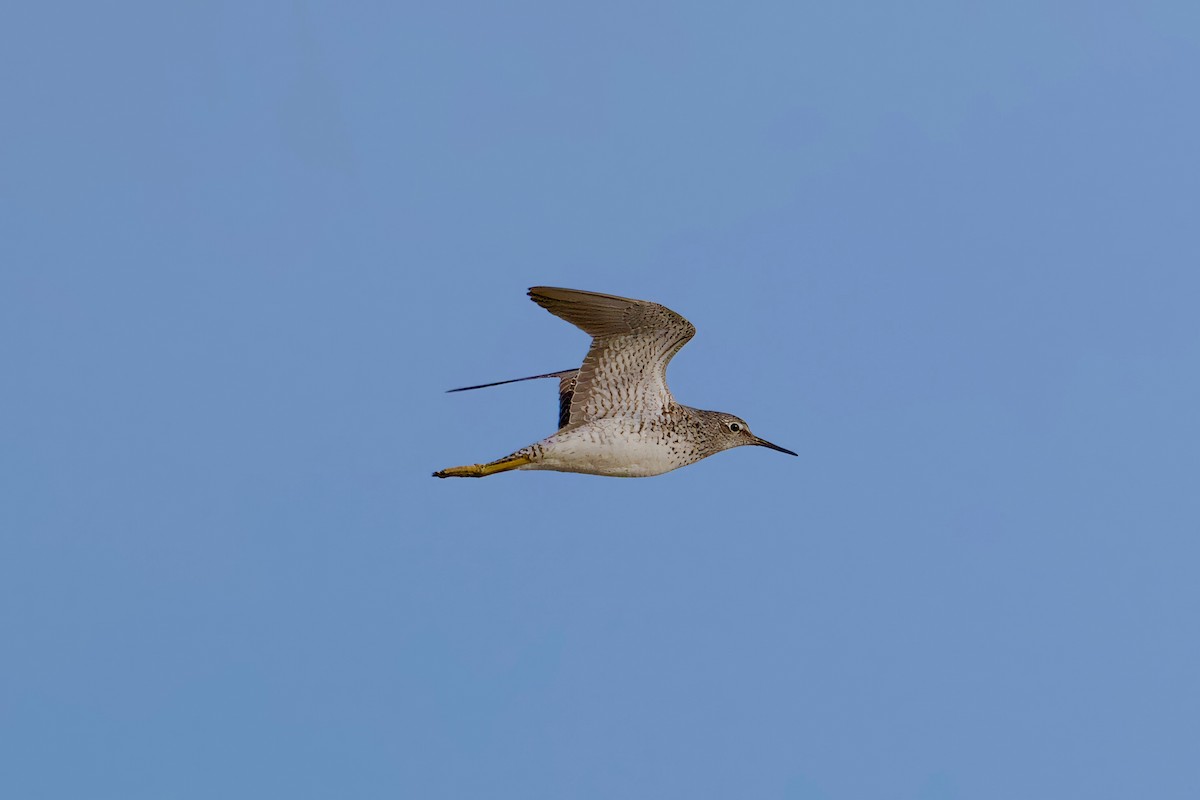 Lesser Yellowlegs - Bill Schneider