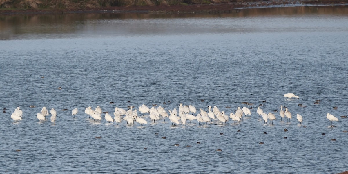 Eurasian Spoonbill - ML618357236