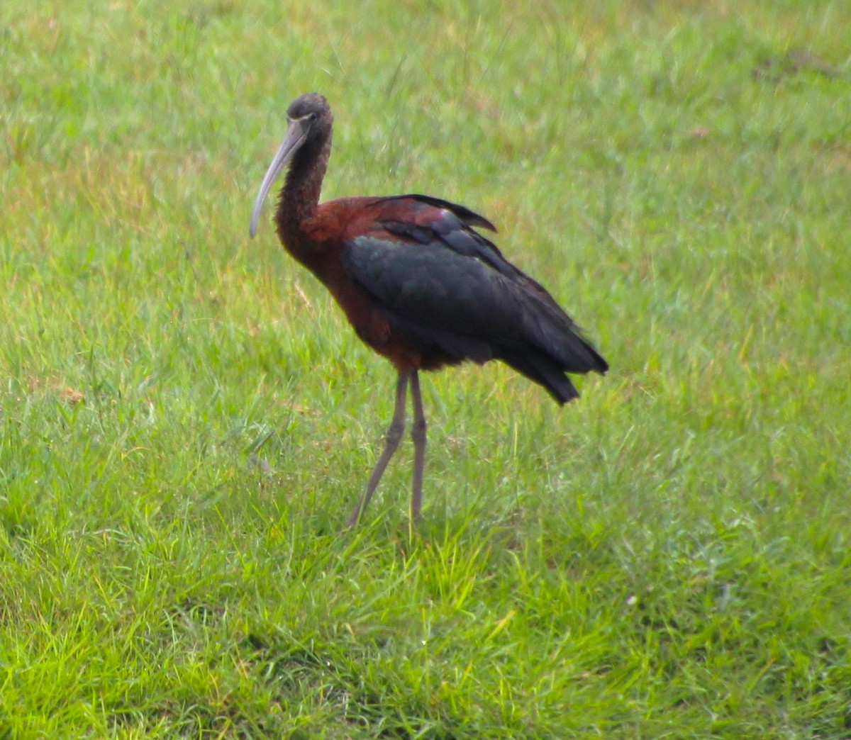 Glossy Ibis - ML618357246