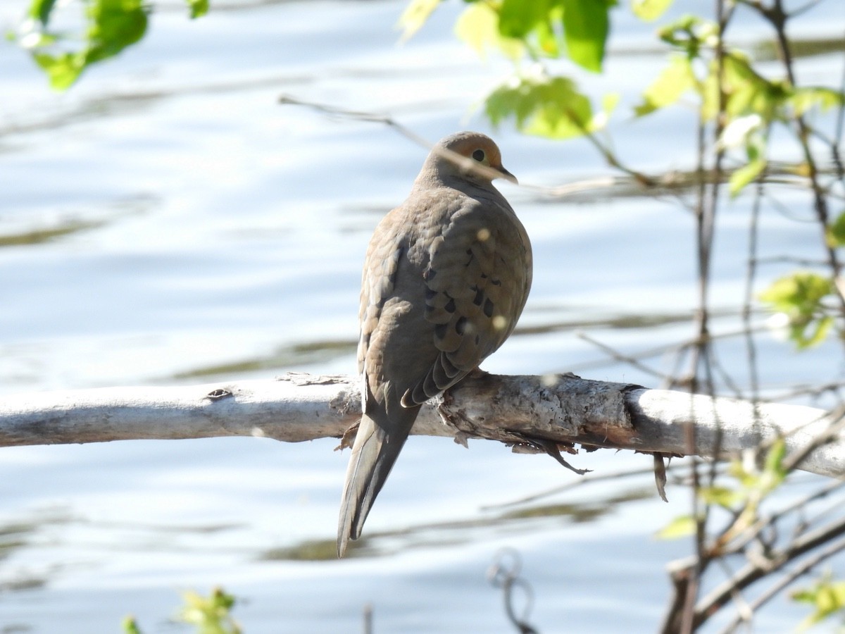 Mourning Dove - ML618357249