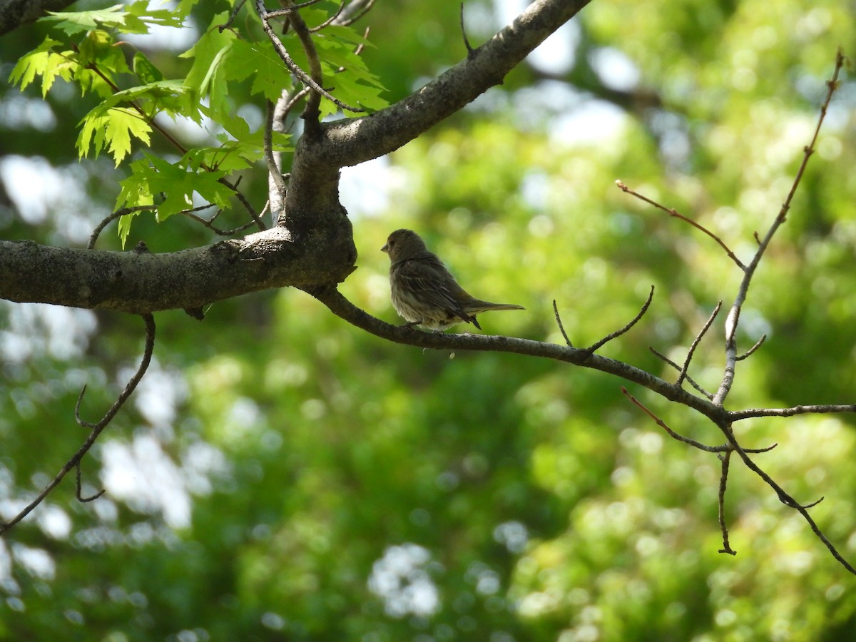 House Finch - ML618357254