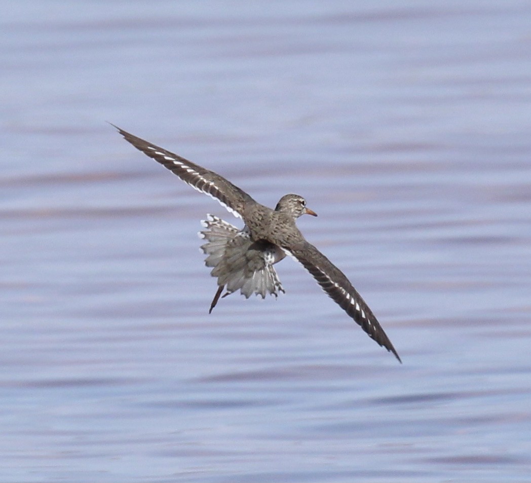 Spotted Sandpiper - Toni McQuivey Taylor