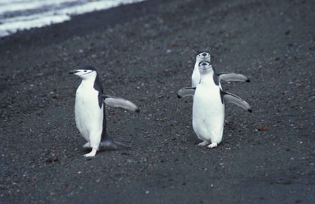 Пінгвін антарктичний - ML618357321